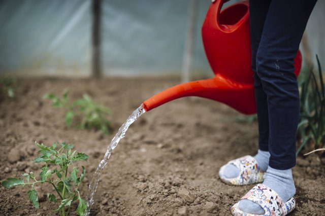 Regenwater gebruiken voor de planten: hoe sla je het op?